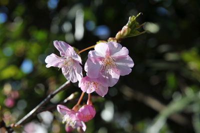 河津桜