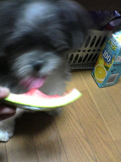 スイカのんたん