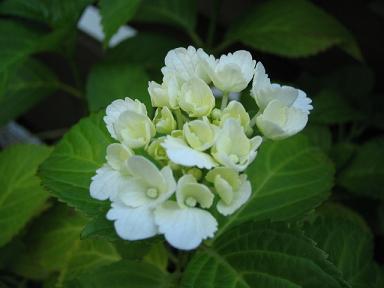 シュガーホワイト