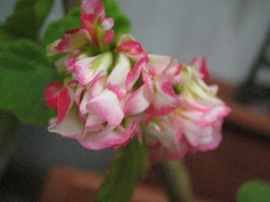 ハッピーブーケ