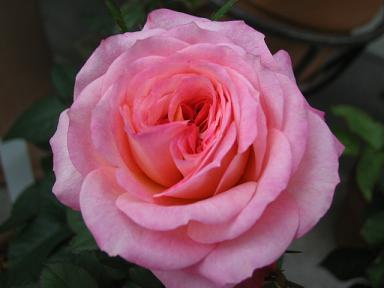 ヴィヴァーチェ