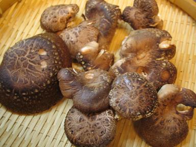 しいたけ