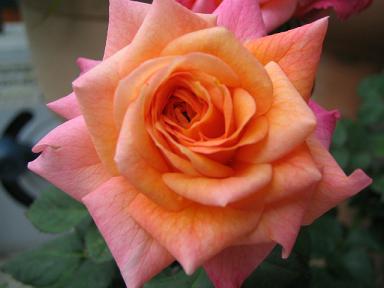 ヴィヴァーチェ