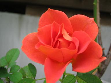 ダークサンレモ