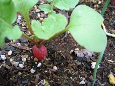 はつかダイコン