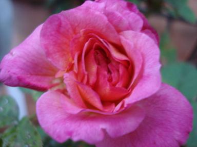 ヴィヴァーチェ