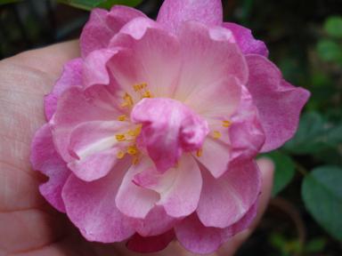 ソフィーパーズペチュアル