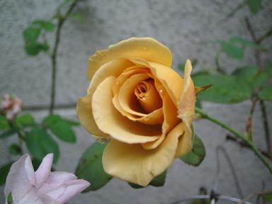 バタースコッチ