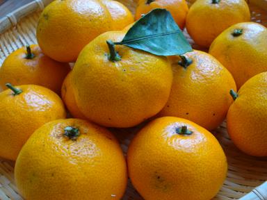 みかん