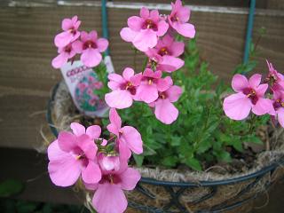 ストロベリーサンデー