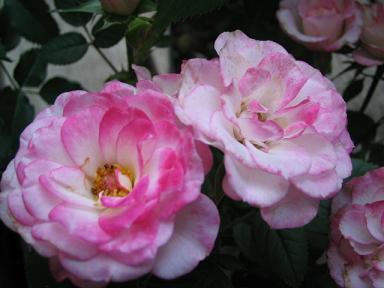 ラブリープリンセス