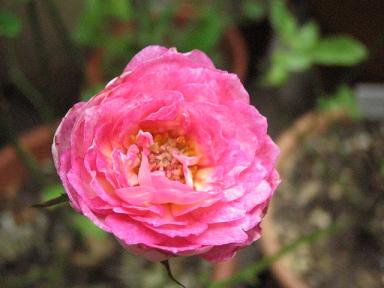 ニコルコルダナ