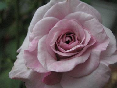 モーニングブルー