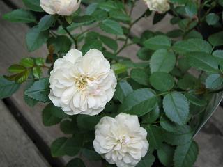 グリーンアイス