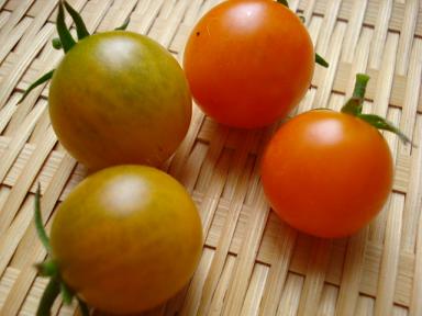 ミニトマト