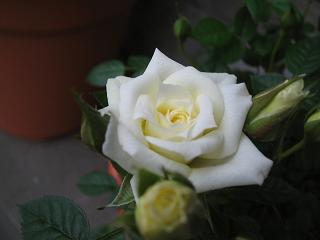 ホワイトミニモ