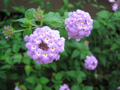 コバノランタナ1