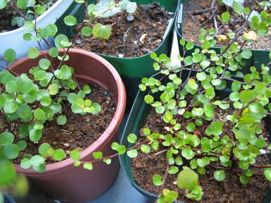 ワイヤープランツ