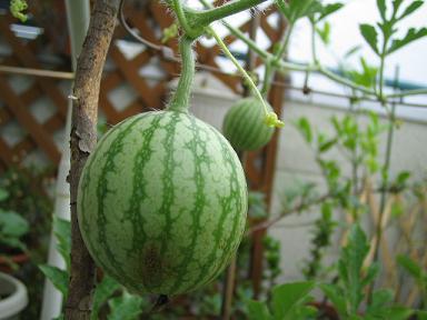 すいか