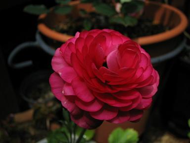 ラナンキュラス