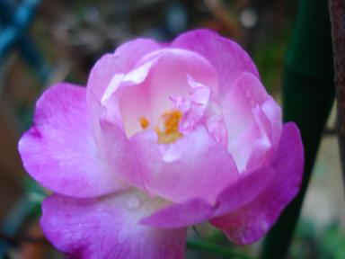 ソフィーズパーペチュアル