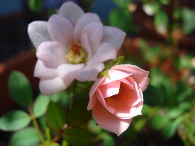 ピンクロザミニ