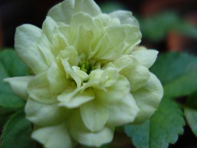 グリーンアイス