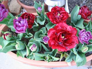 八重チューリップ