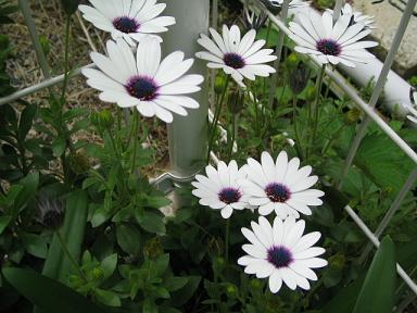 オスペオスペルマム