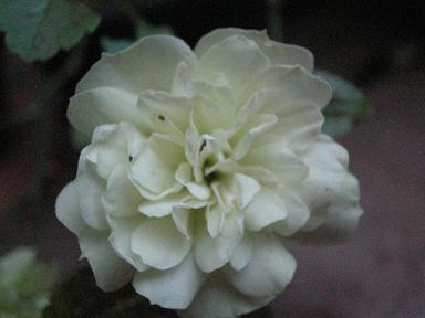 グリーンアイス