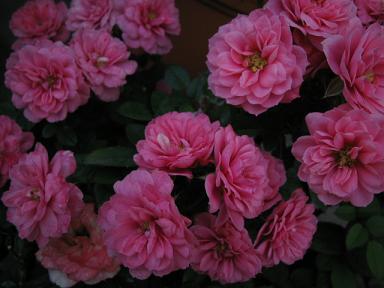 ピンクロザミニ