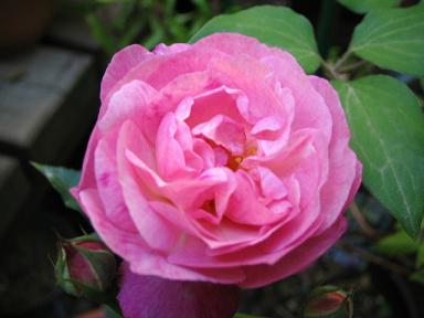 ソフィーパーペチュアル