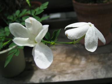 ホワイトプリンセス