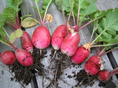 はつかダイコン