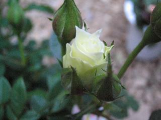 ホワイトミニモ