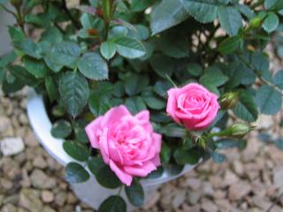 ピンクロザミニ