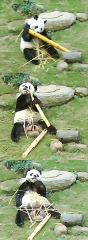 panda.jpg