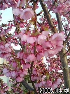 桜３.jpg
