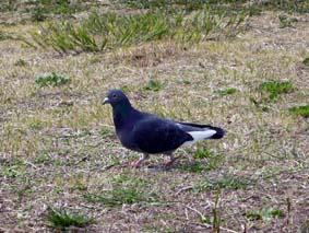 ちょっとあんた桜撮りにきたのでは？
