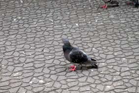 鳩が駅前に数匹だけとおもうでしょ。