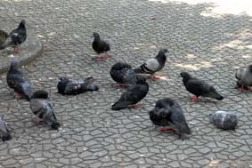 ぎょうさんおります。