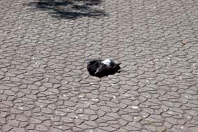 鳩も暑くて動かないです。