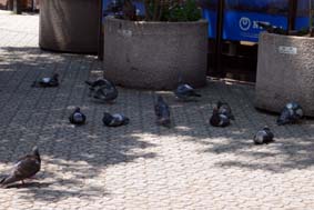 日陰にもたくさん！