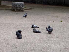 そして鳩。マジ、いすぎ。