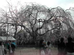 円山公園枝垂桜２