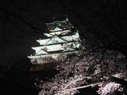 西の丸庭園の夜桜１