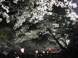 西の丸庭園の夜桜２