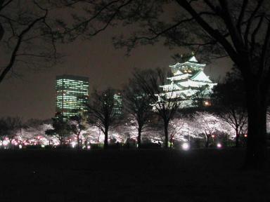 西の丸庭園の夜桜