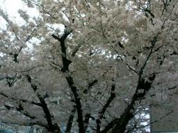 小学校の桜