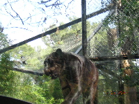 動物園、黒豹.jpg